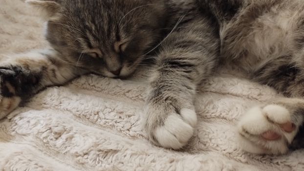 Adorable tabby cat sleeping peacefully on a soft, textured blanket indoors.