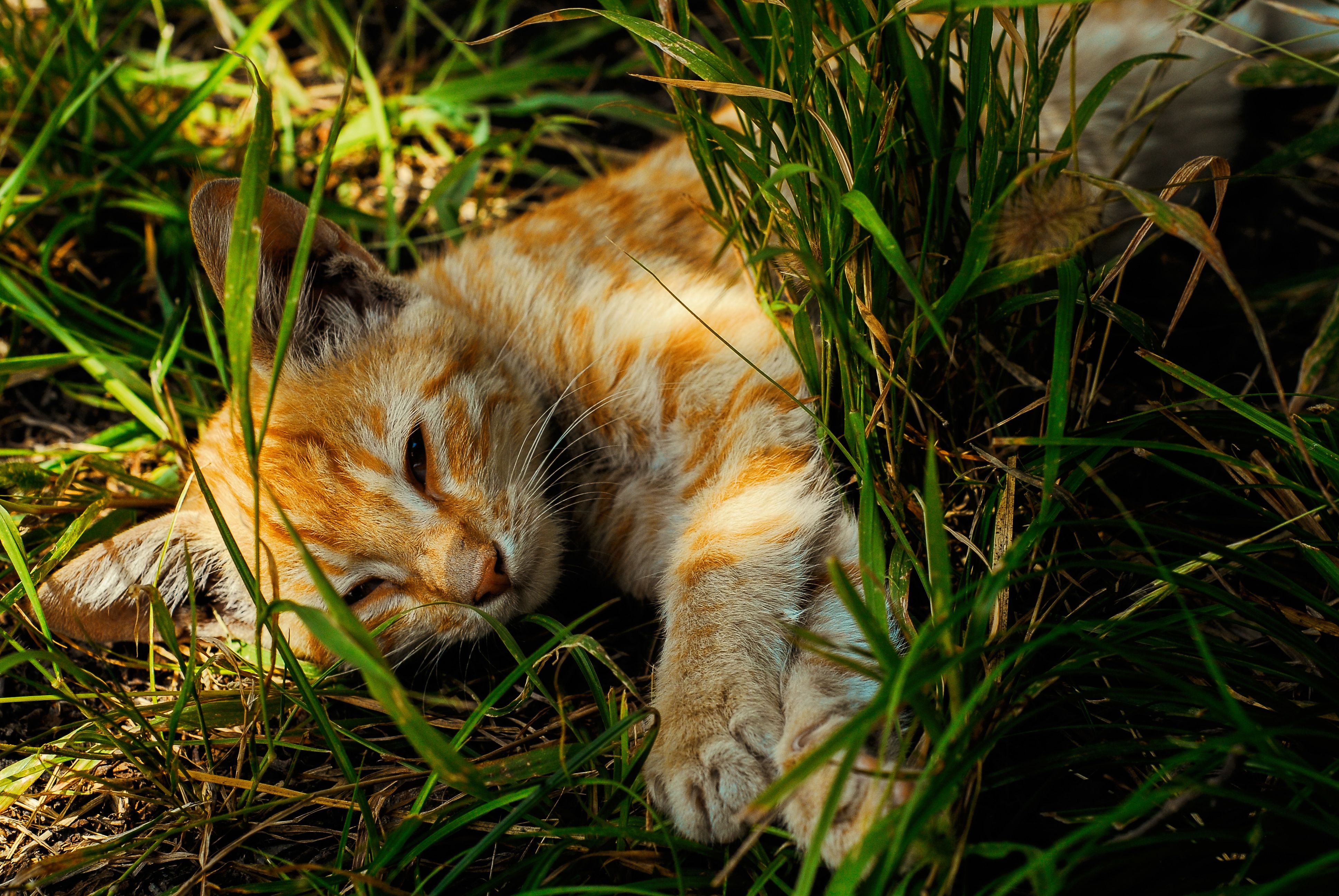 Healthcare and wellness consultation for a cat