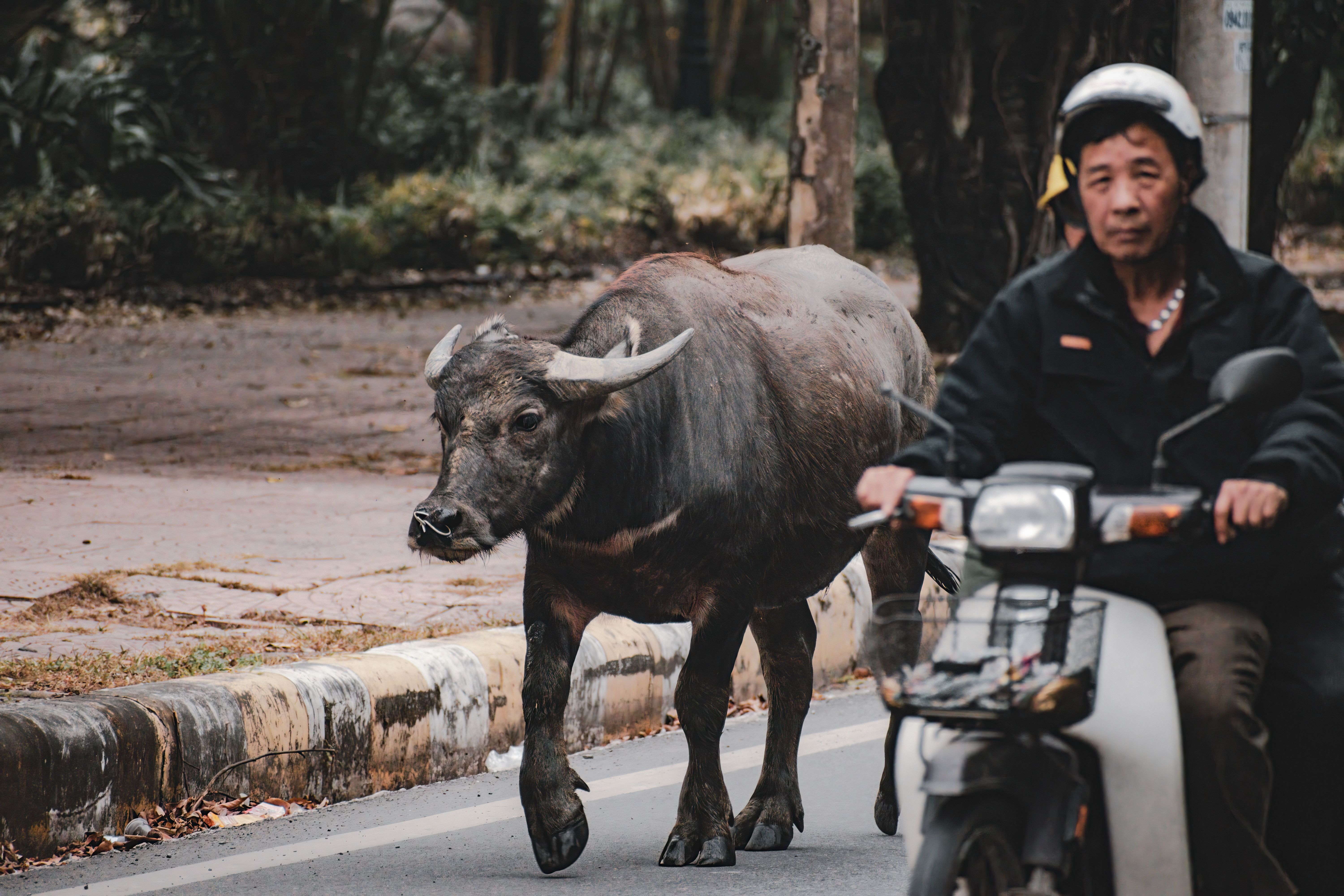 Water Buffalo and Motorbike Rider on Street in Ninh Bình · Free Stock Photo