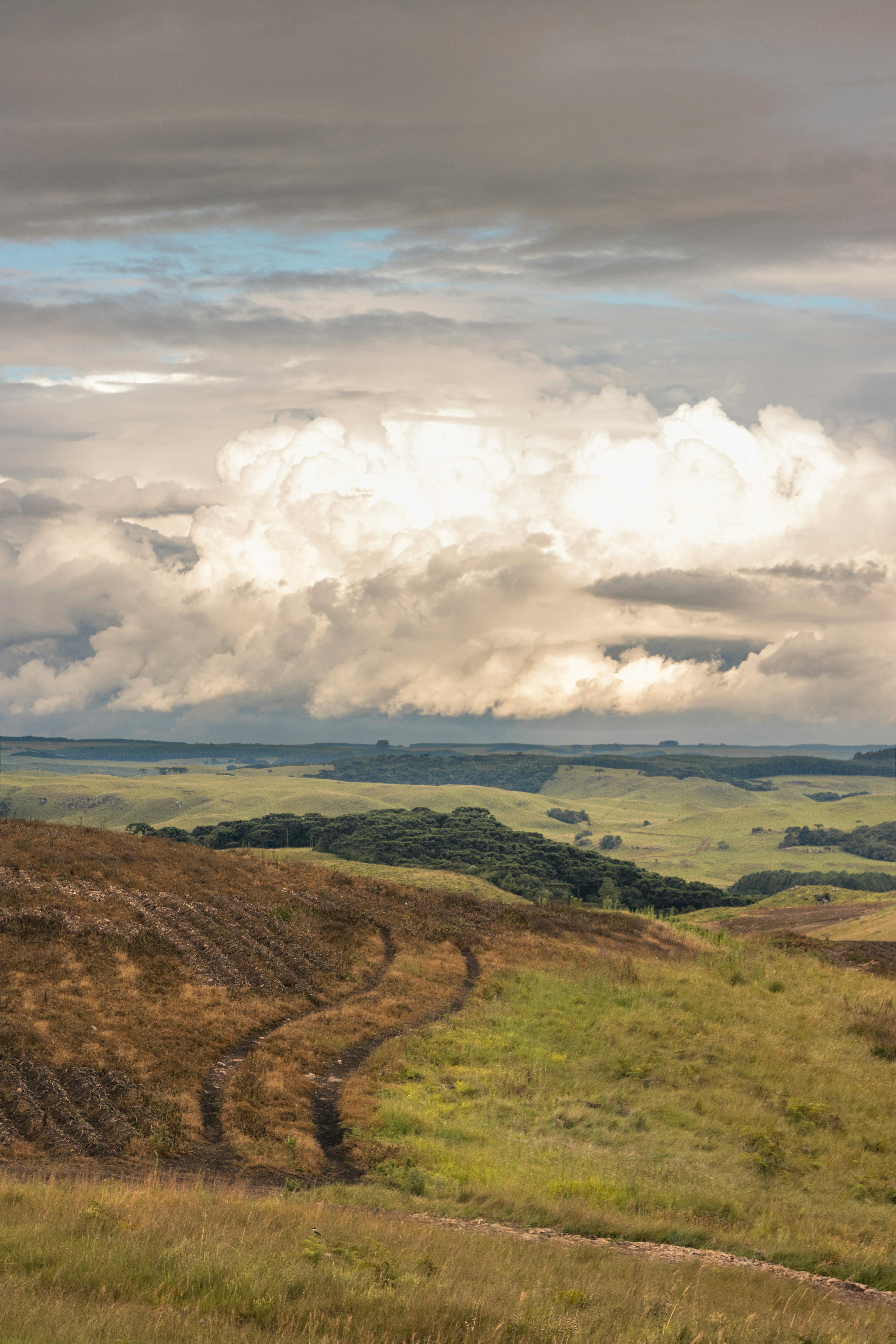Colheita do Arroz no Rio Grande do Sul alcança 99,5% da área