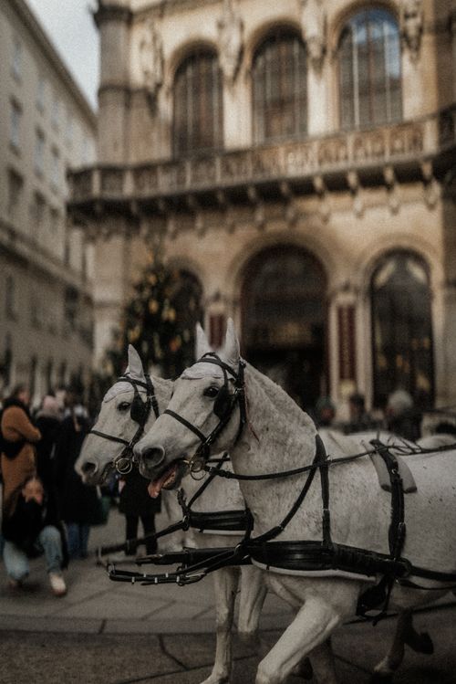 Free Two white horses pulling a carriage in front of historic European architecture. Stock Photo
