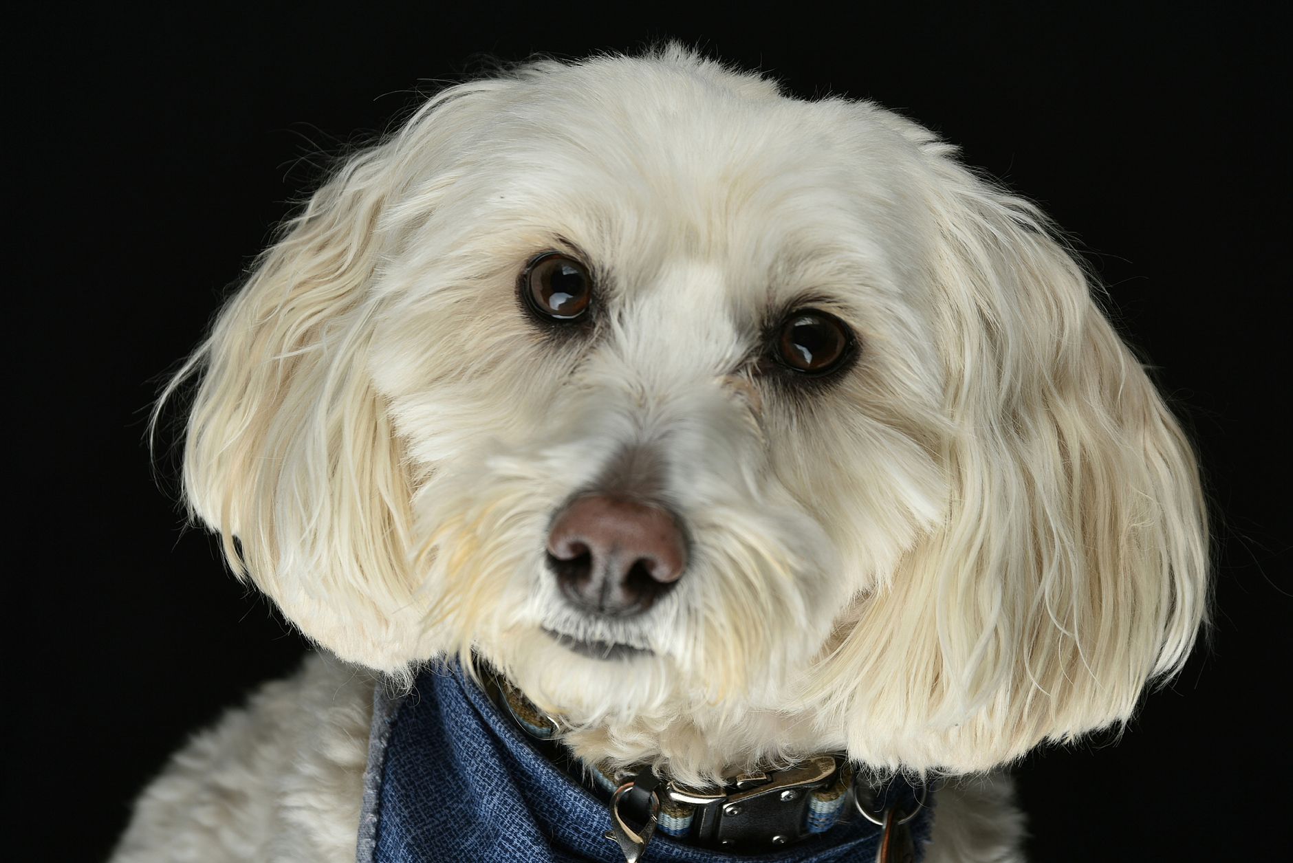 Veterinary care for a dog