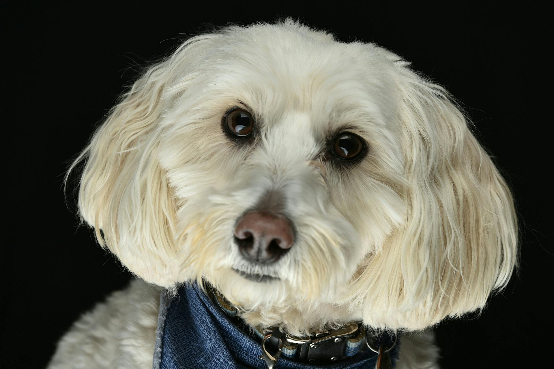 Portrait en gros plan d'un chien Shih Poo blanc portant un foulard bleu sur un fond sombre.