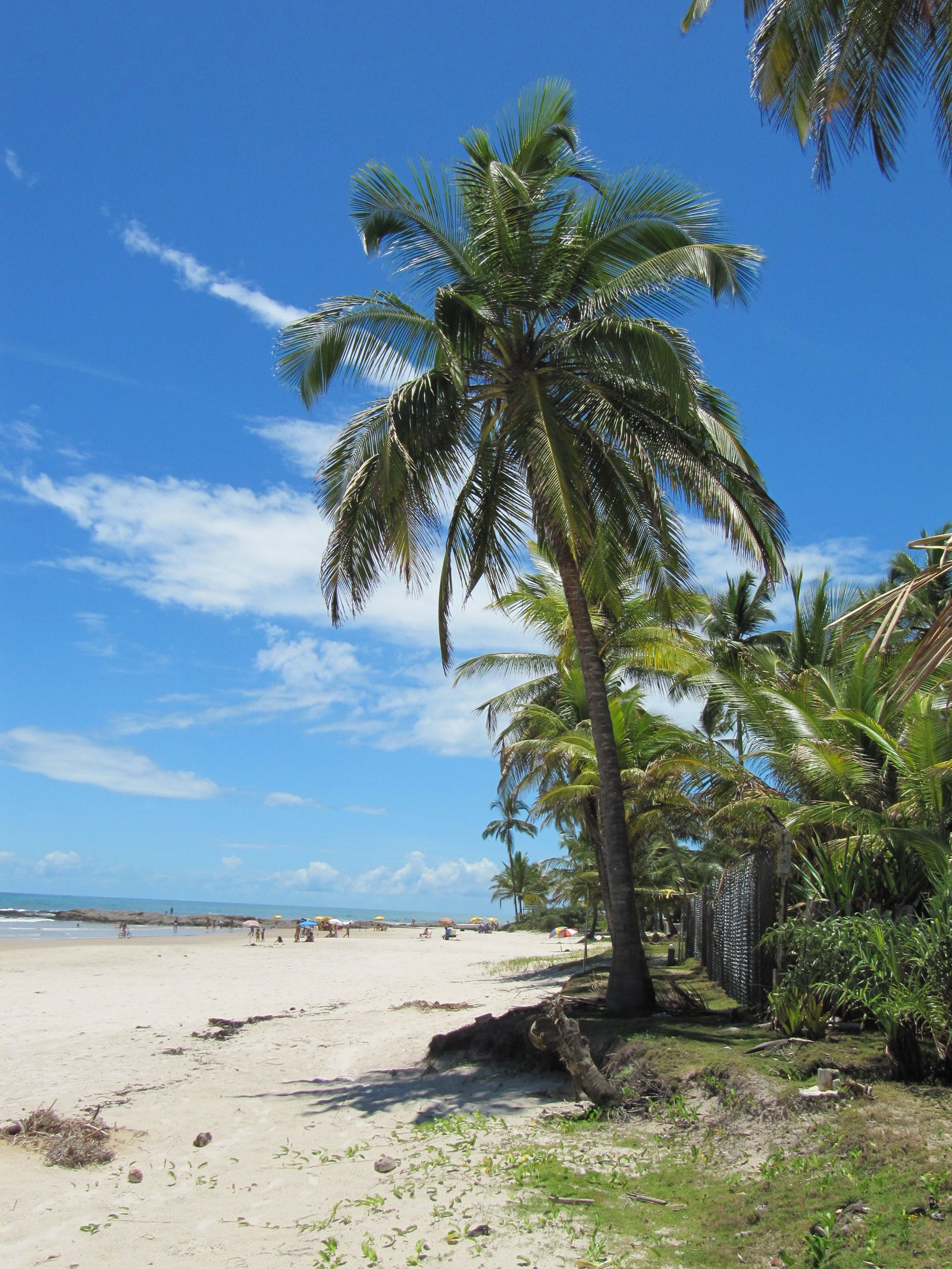 Sunny Tropical Beach with Palm Trees and Blue Sky · Free Stock Photo