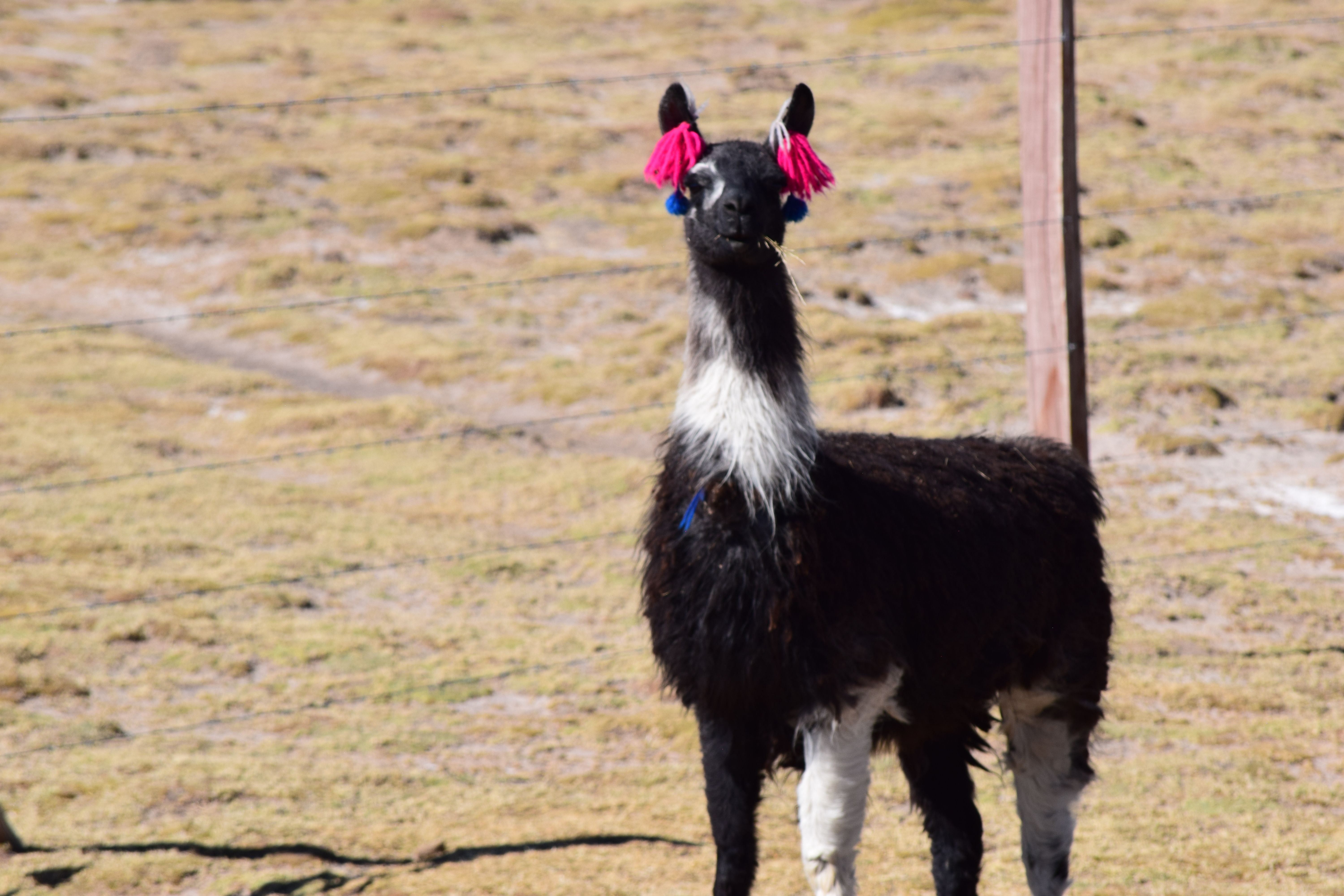 Paisaje andino en Bolivia con una llama en primer plano