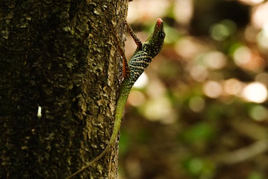A striking Anolis lizard blends into the tree bark in the lush forests of Martinique.