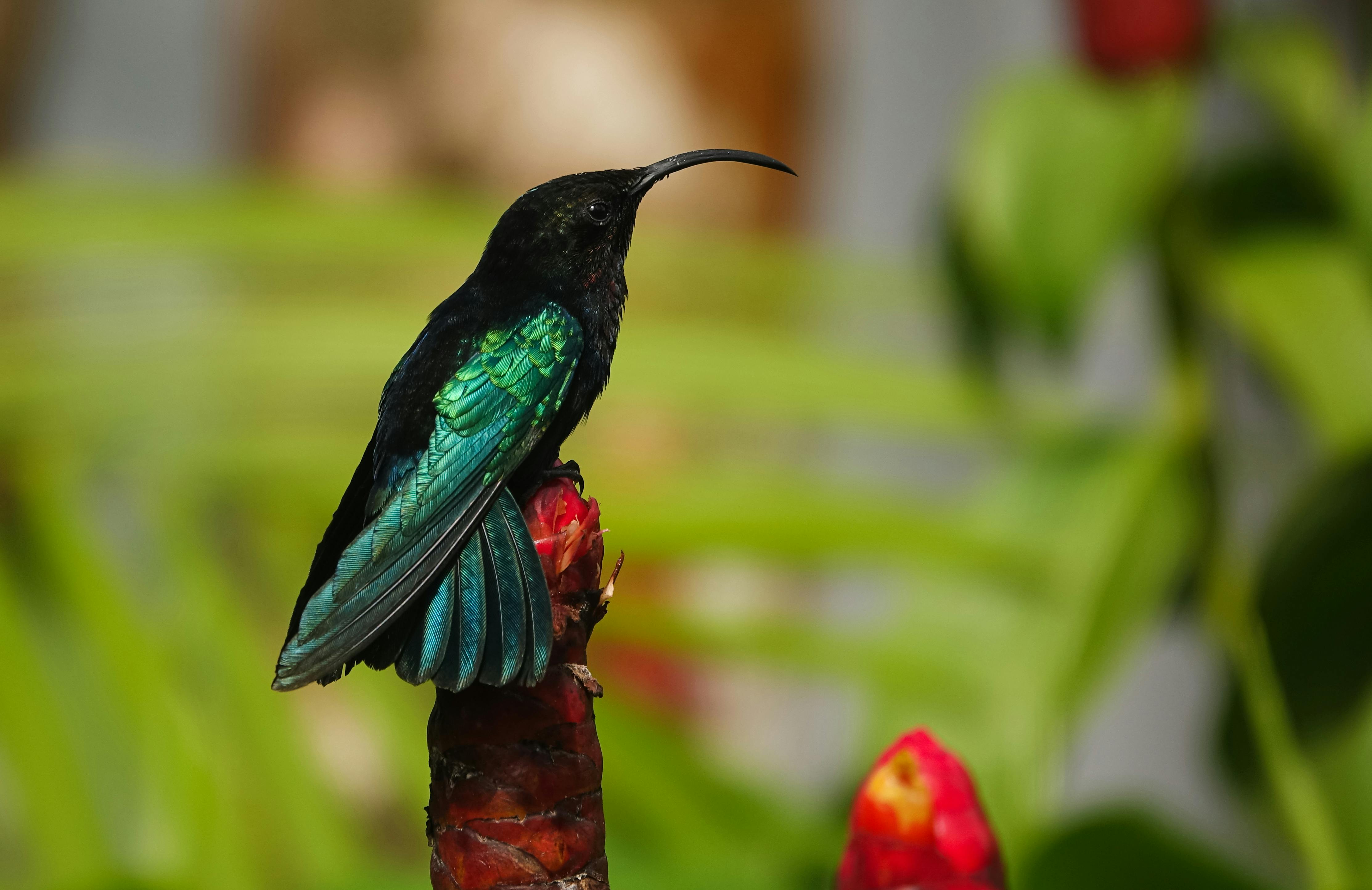 colibri posant sur une fleur en forêt tropicale
