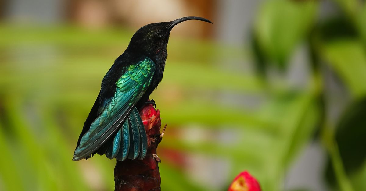 Vibrant Hummingbird Perching in Martinique Garden · Free Stock Photo