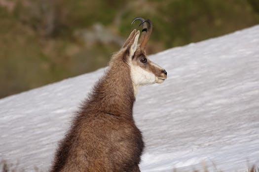 Profile of a chamois (Rupicapra rupicapra) on a snowy slope in Vosges, France.