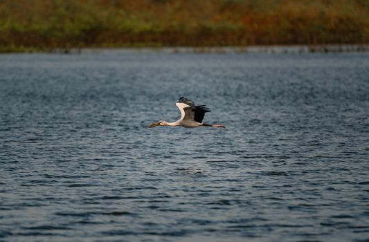 A stork is captured in flight over a serene lake in Thailand, showcasing nature's elegance.