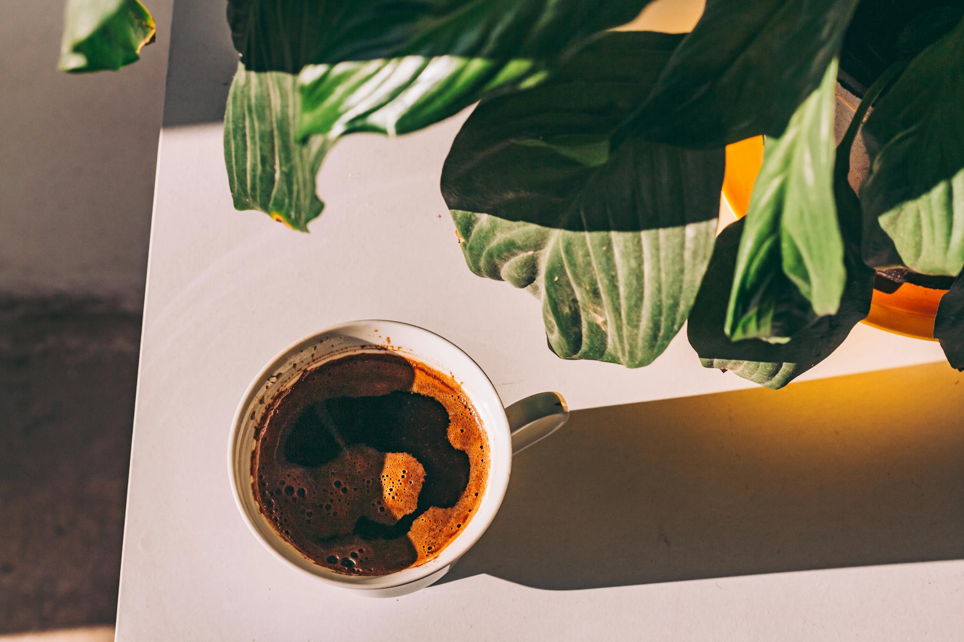 A warm sunlit scene of a cup of coffee beside lush green leaves on a kitchen table.