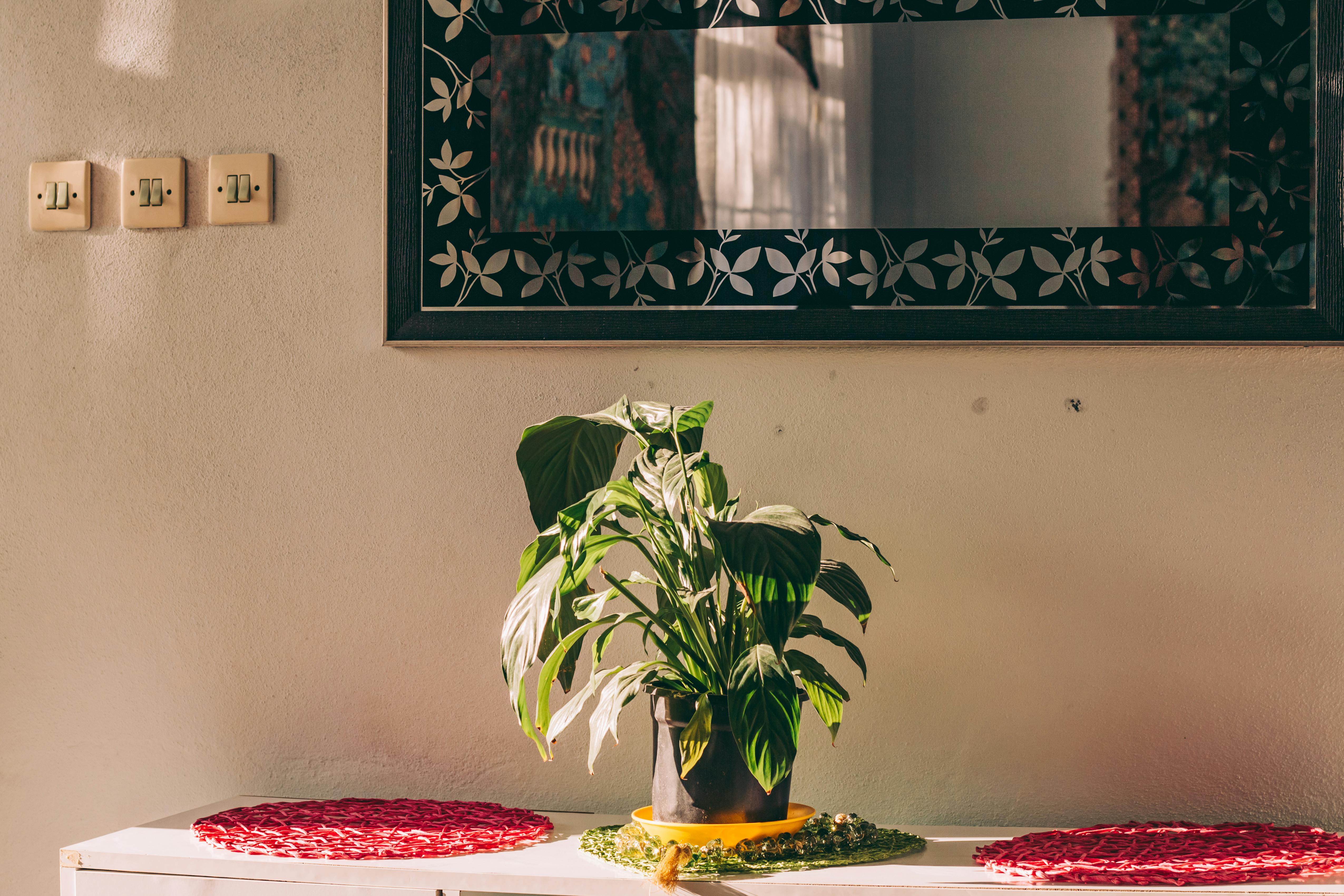 Lush peace lily in a shaded indoor corner - peace lily low light care