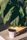 coffee plant
