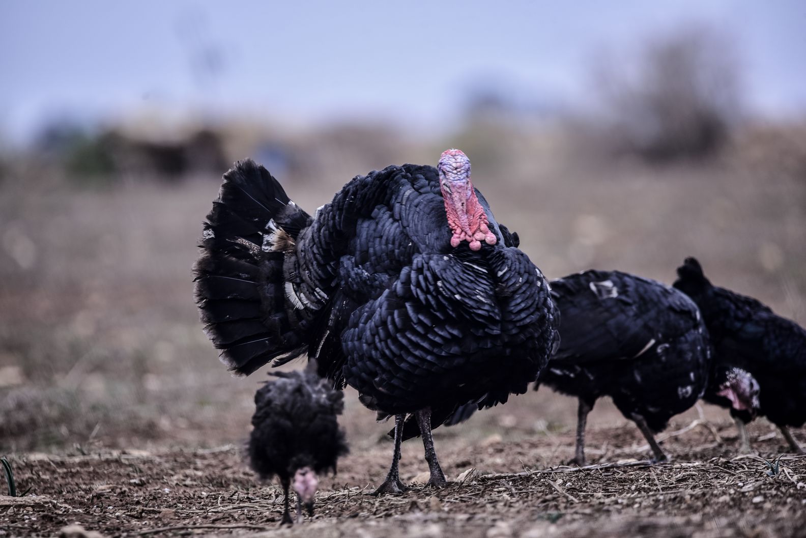 Florida Wild Turkey: Habitat, Diet, and Hunting Regulations