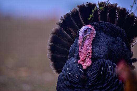Detailed photo of a wild turkey showcasing its vibrant plumage in a natural setting.