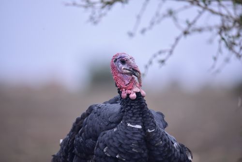 Free Detailed outdoor portrait of a wild turkey showcasing its unique features. Stock Photo