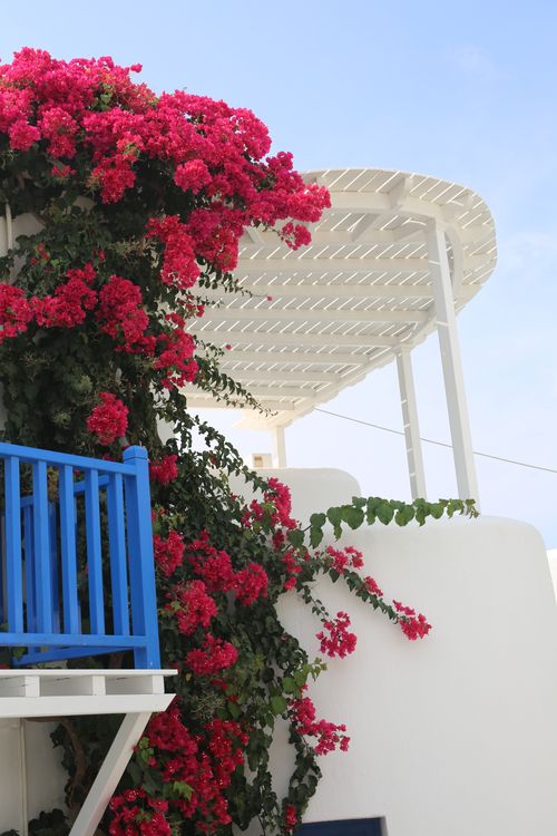 Free Stunning white architecture adorned with pink bougainvillea and blue railings. Stock Photo