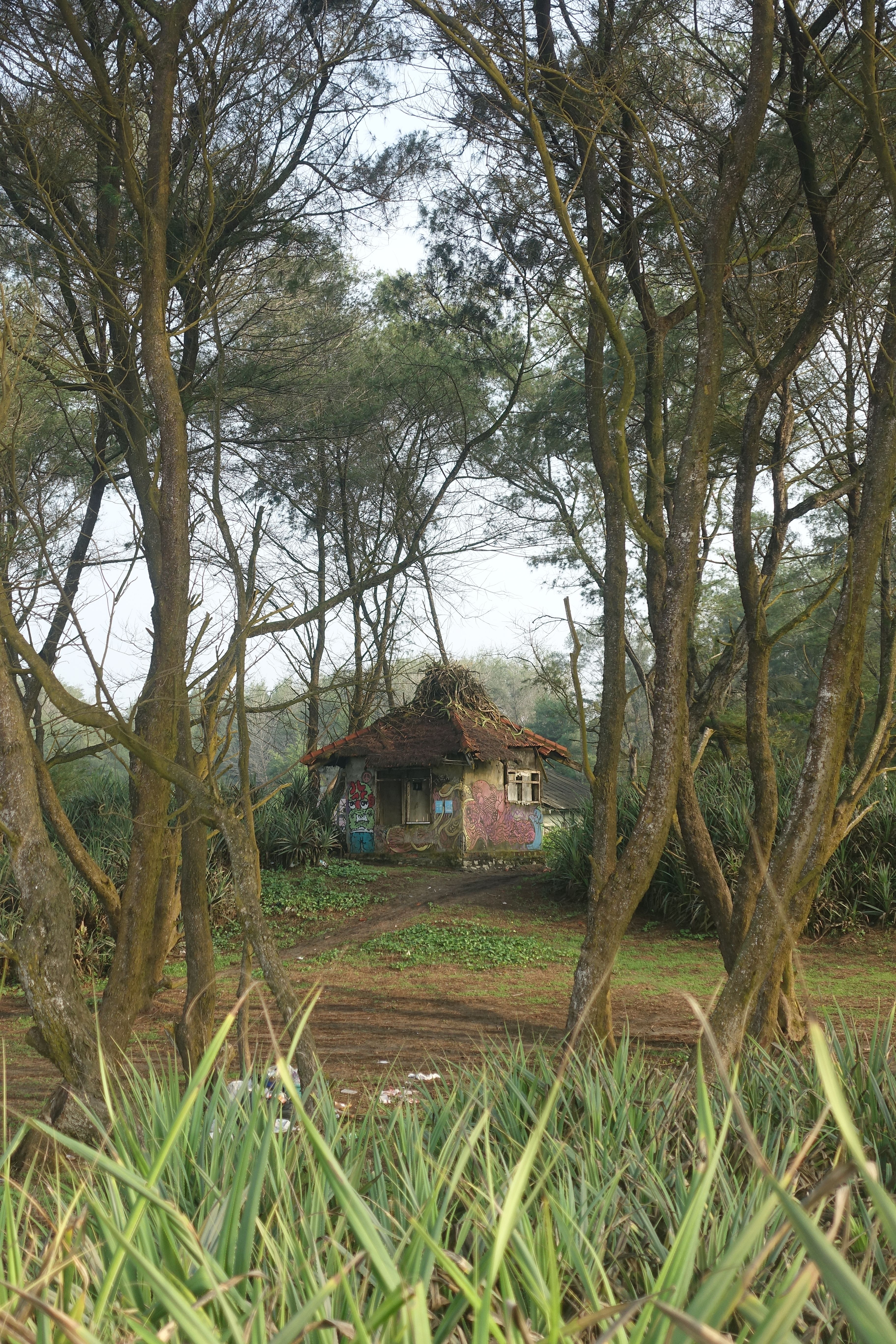 A small abandoned house enveloped by lush greenery and tall trees in Jogja, Indonesia.
