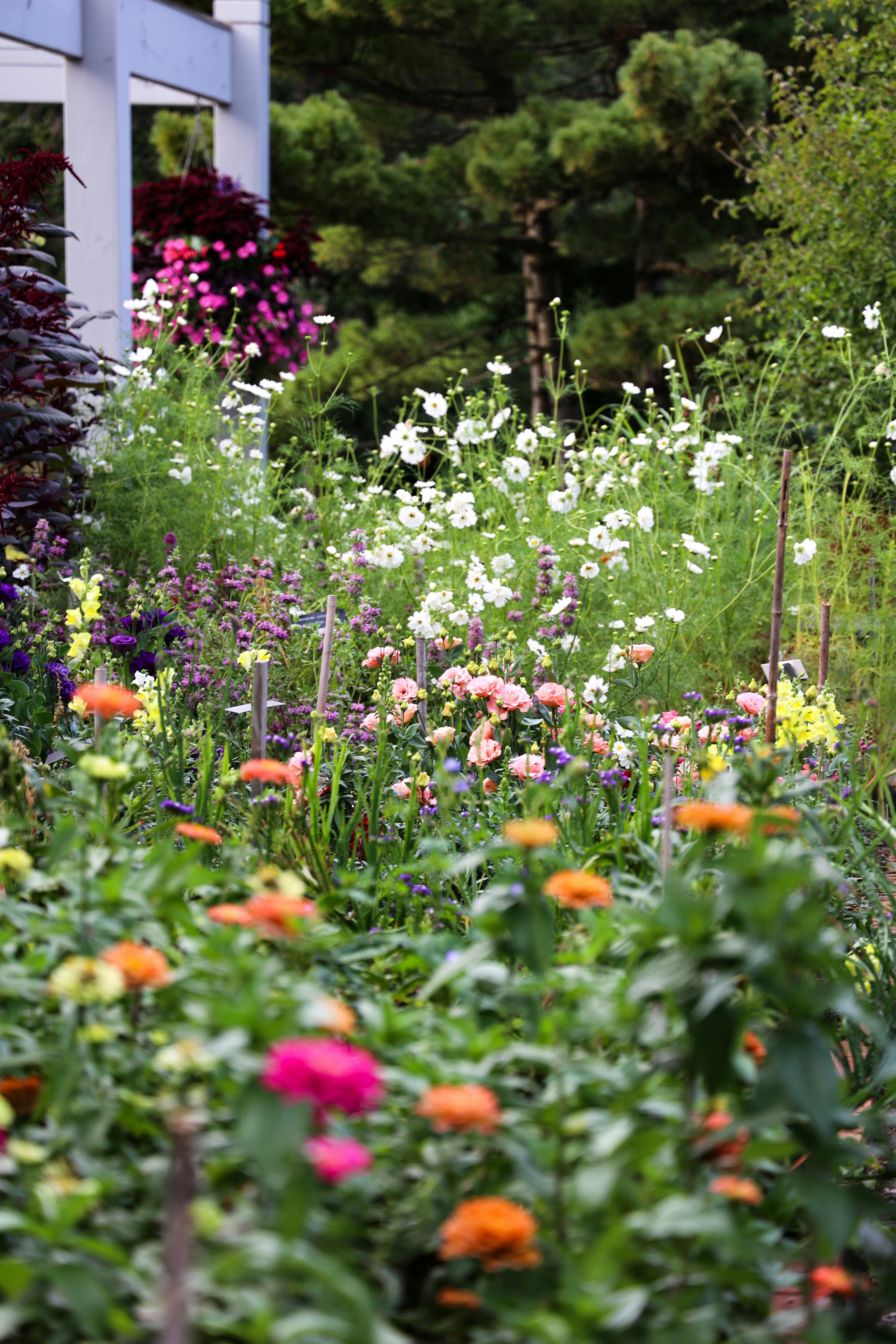 Brightly colored wildflowers bloom in a lush garden during summertime, creating a vibrant natural scene.