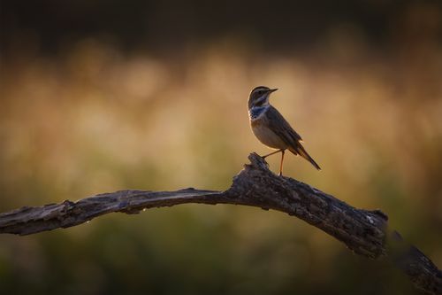 Free A bluethroat bird perched on a branch against a sunset backdrop. Stock Photo
