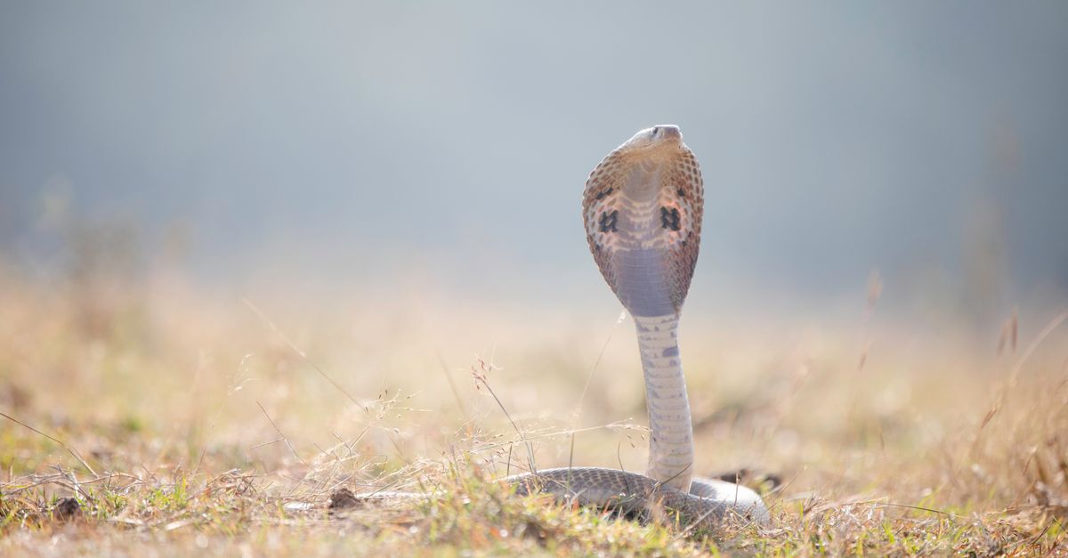 NHRC Urges States to Ensure Anti-Snake Venom Supply, Map Risk Areas
