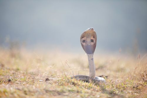 Free Close-up of an Indian Cobra (Naja naja) in a grassy field, poised and alert. Stock Photo