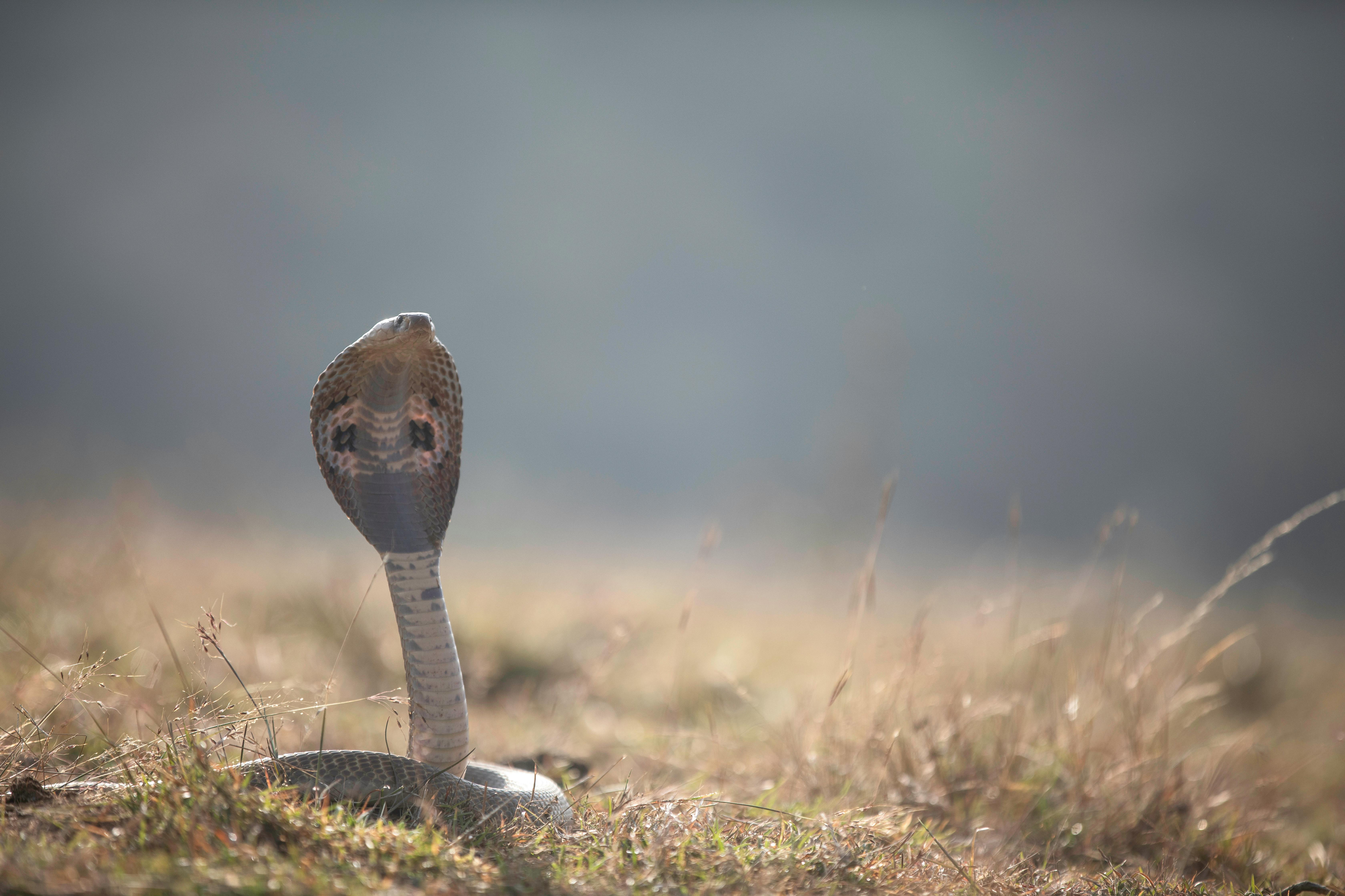Descubre Snake Venom: El veneno que revoluciona la cosmética