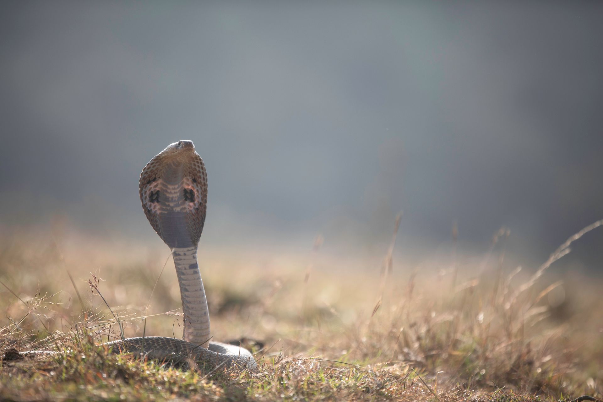 A striking image of an Indian cobra (Naja naja) in a grassy open field.