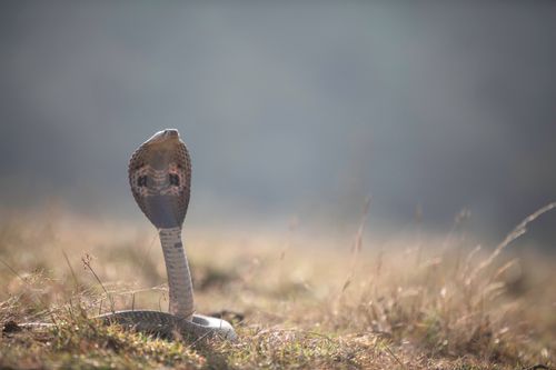 Free A striking image of an Indian cobra (Naja naja) in a grassy open field. Stock Photo