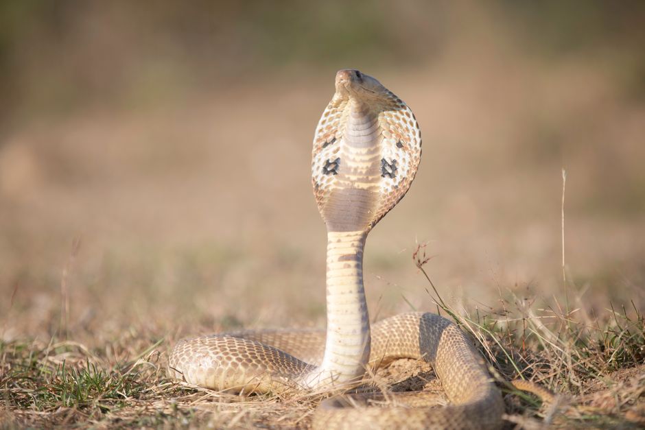 Indian cobra poised in sunlight, displaying iconic hood on dry grass.