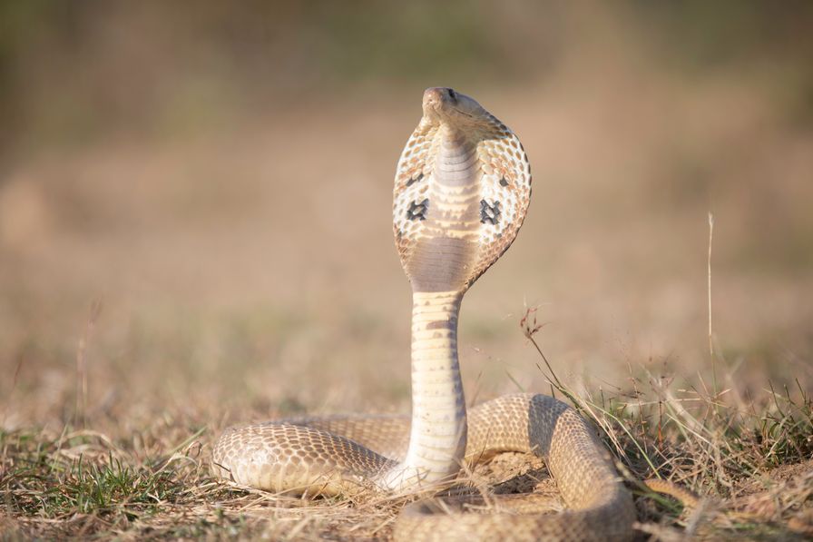 4 Snakes Big 4 Snakes in India: Facts, Impact, and Safety Tips