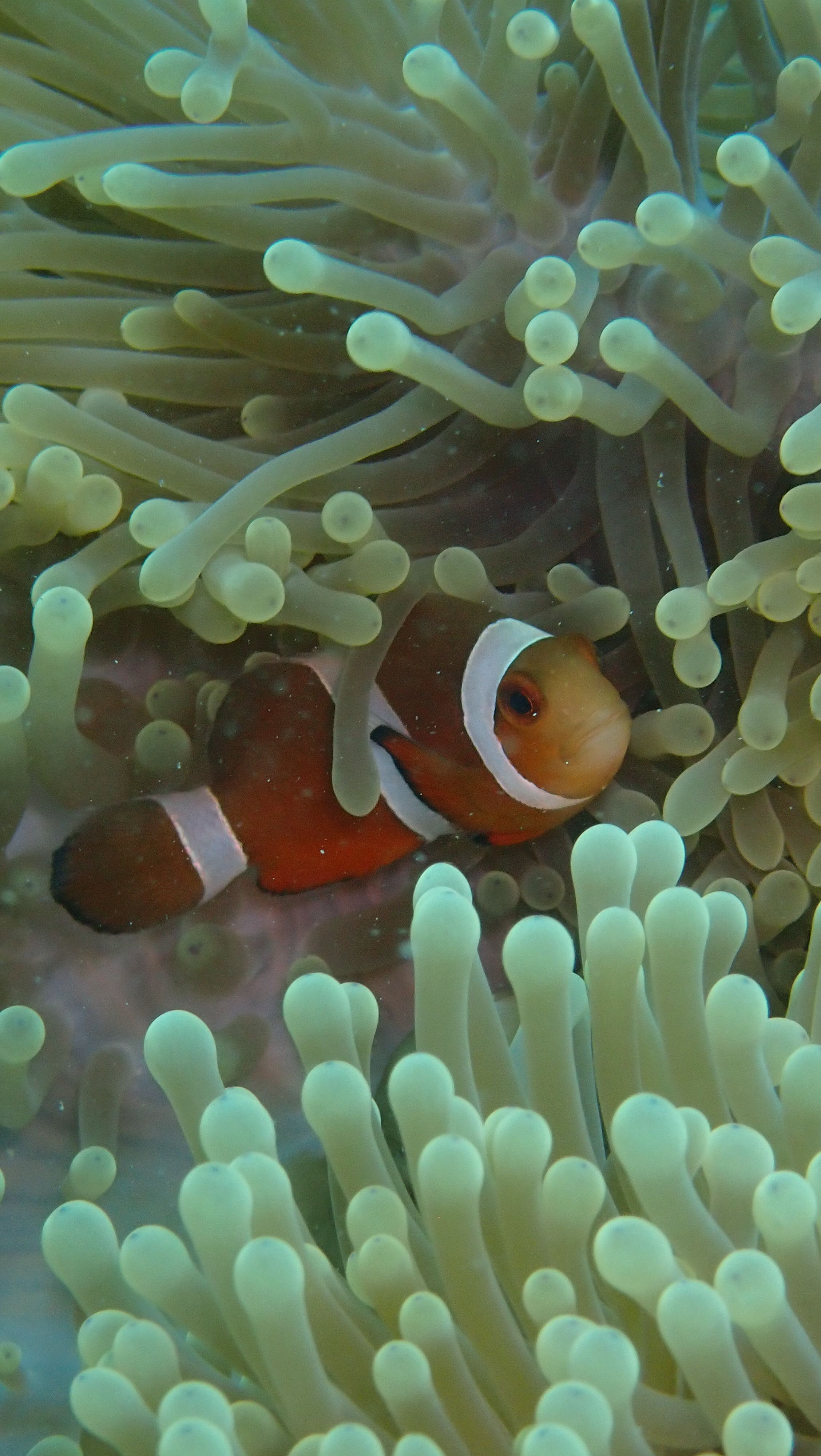 Clownfish nestled in vibrant anemone in Andaman and Nicobar Islands.