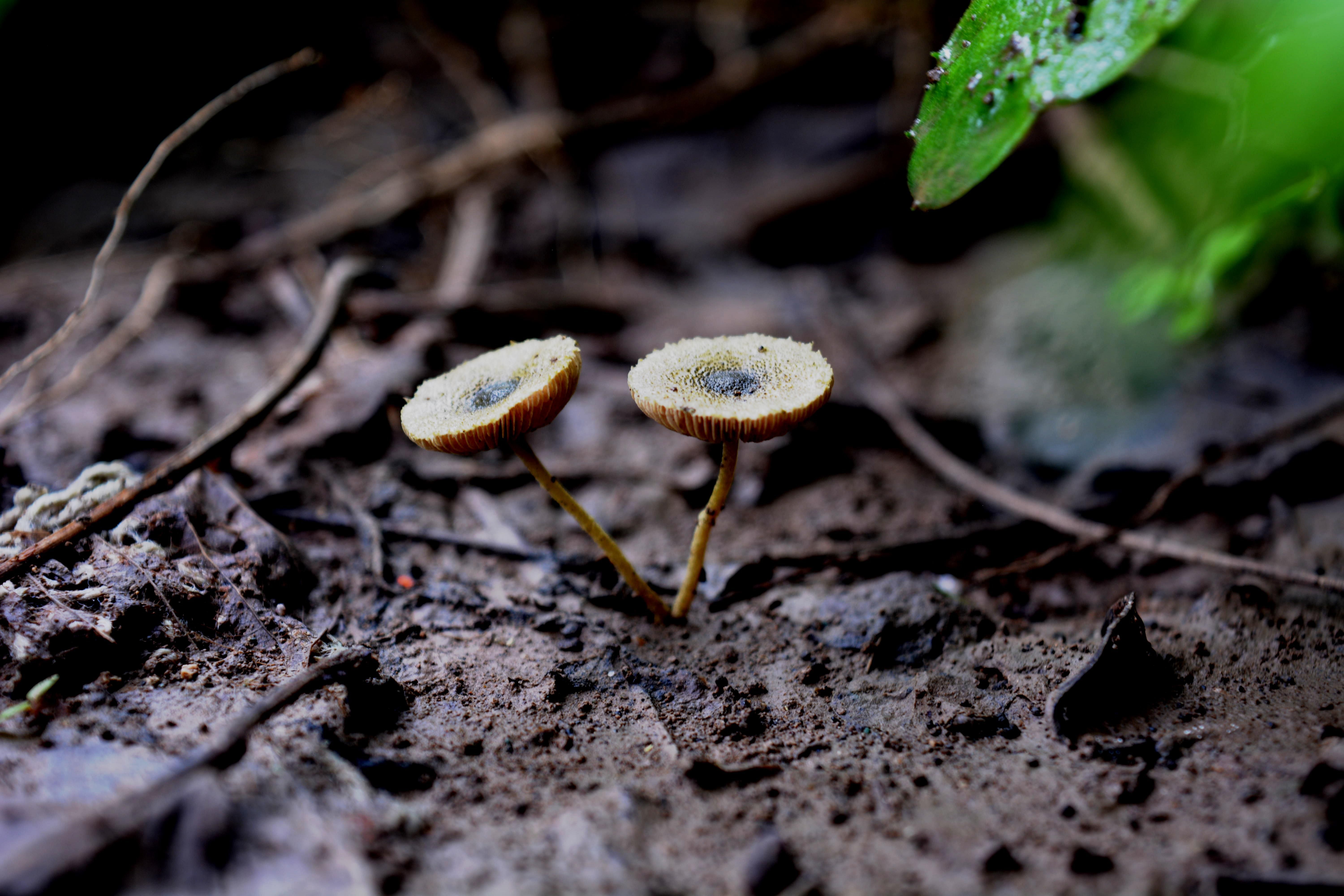 Close-up of Mushrooms on Forest Floor in Maharashtra · Free Stock Photo