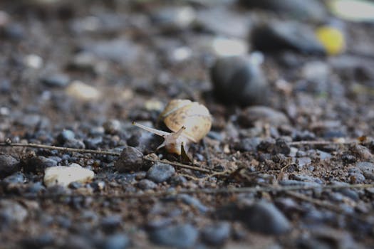 Close-up of a snail on moist soil amidst monsoon season in Maharashtra, India.