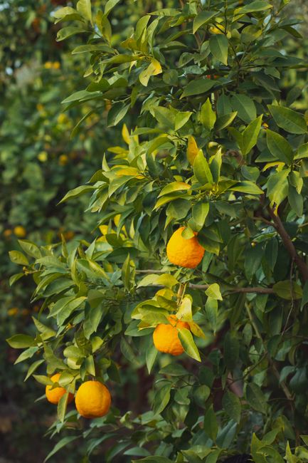 Yuzu is an East Asian citrus fruit with an aromatic, tart flavor between a mandarin, grapefruit, and lemon. What it is and how it's used.