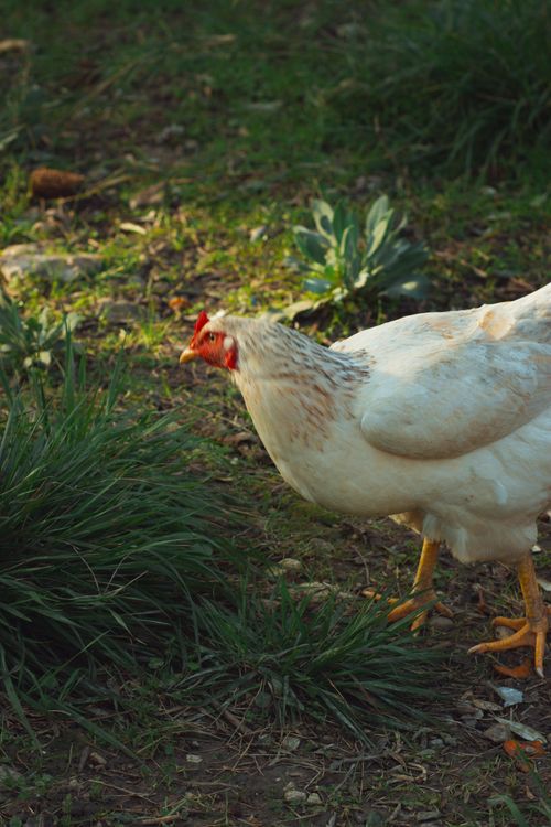 Free A white chicken exploring a verdant garden setting on a sunny day. Stock Photo
