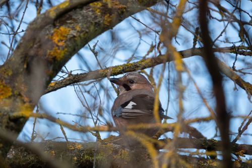 Free A Eurasian Jay sits on a tree branch surrounded by lichen, capturing the essence of wildlife in nature. Stock Photo