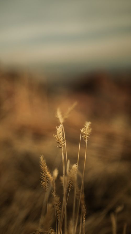 Free Artistic close-up of dry wild grasses in warm light, creating a serene mood. Stock Photo