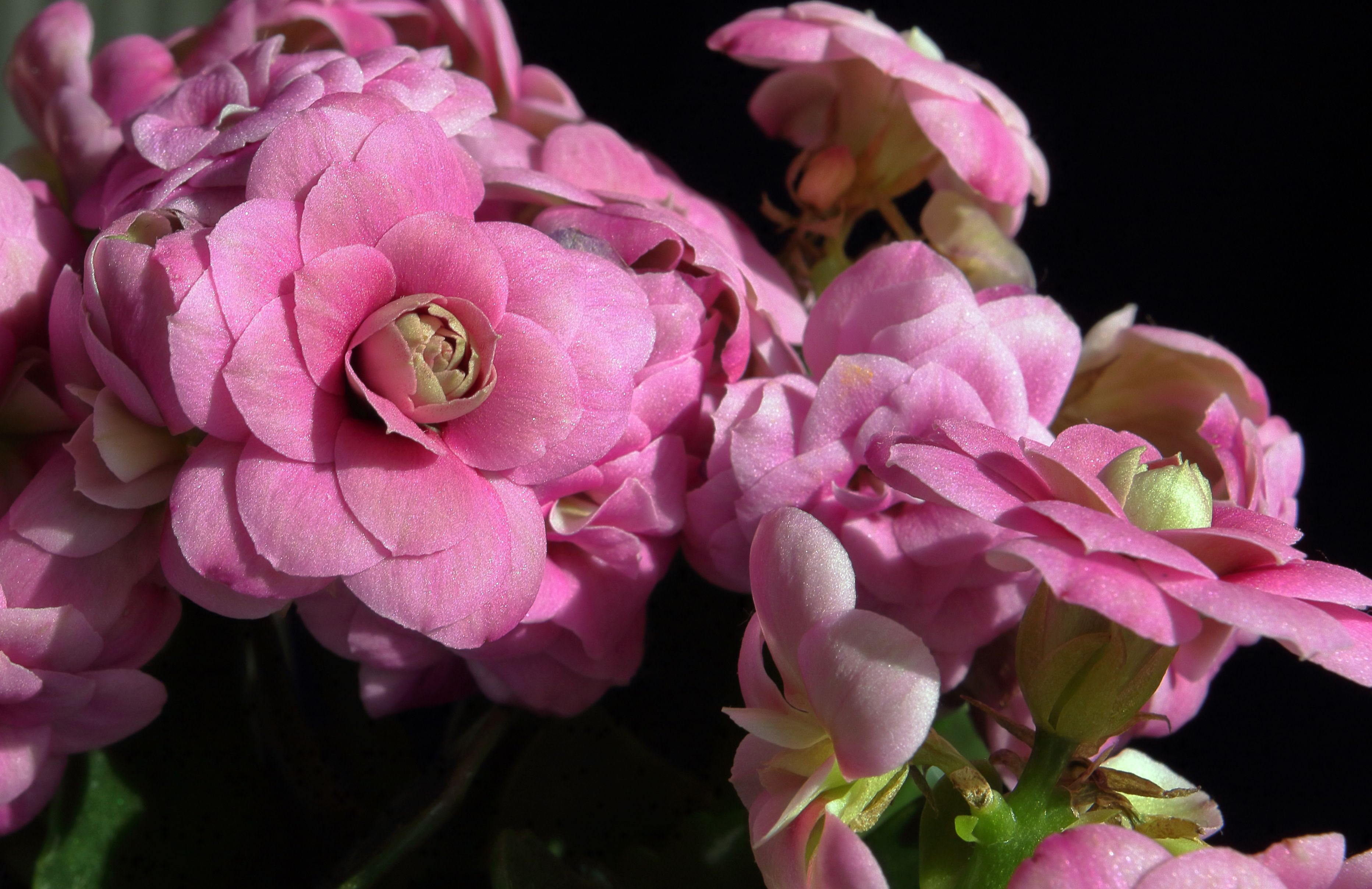 Gardening Pros Explain Why Your Begonias Aren’t Blooming—And the Secret to More Flowers — Photo by Mustafa Akın on Pexels