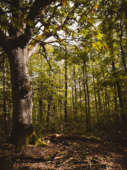 Foto d'estoc gratuïta de a l'aire lliure, arbre, arbres