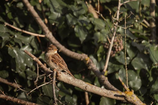A sparrow perched on a tree branch amidst lush green leaves on a sunny day.