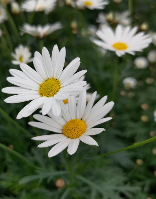 Free Close-up of white daisies with yellow centers blooming in a lush green field. Stock Photo