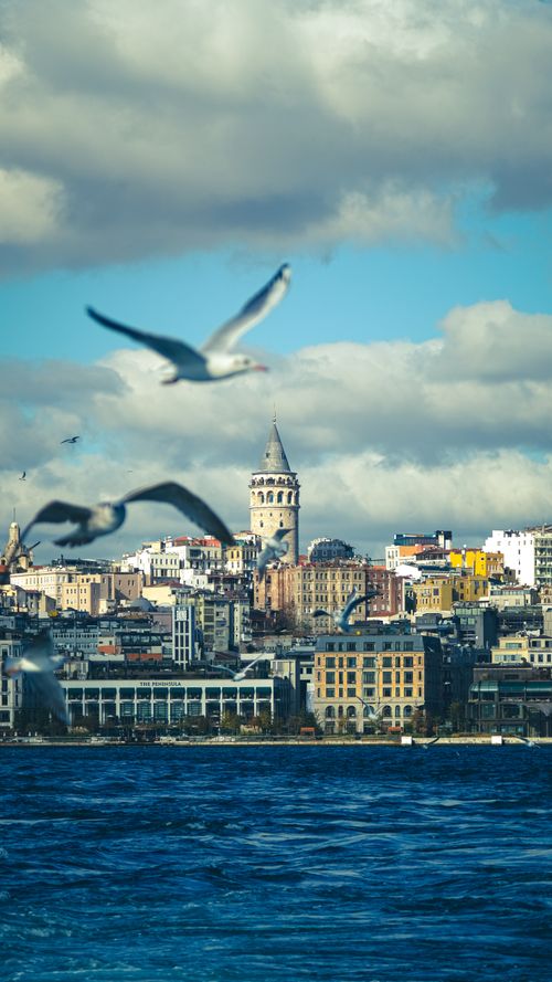Free Seagulls soar over the Bosphorus with a view of historic Galata Tower, Istanbul. Stock Photo