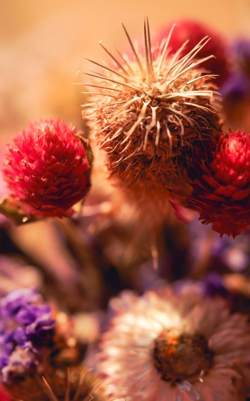 Free A detailed macro shot of colorful dried flowers in soft, warm lighting, showcasing texture. Stock Photo