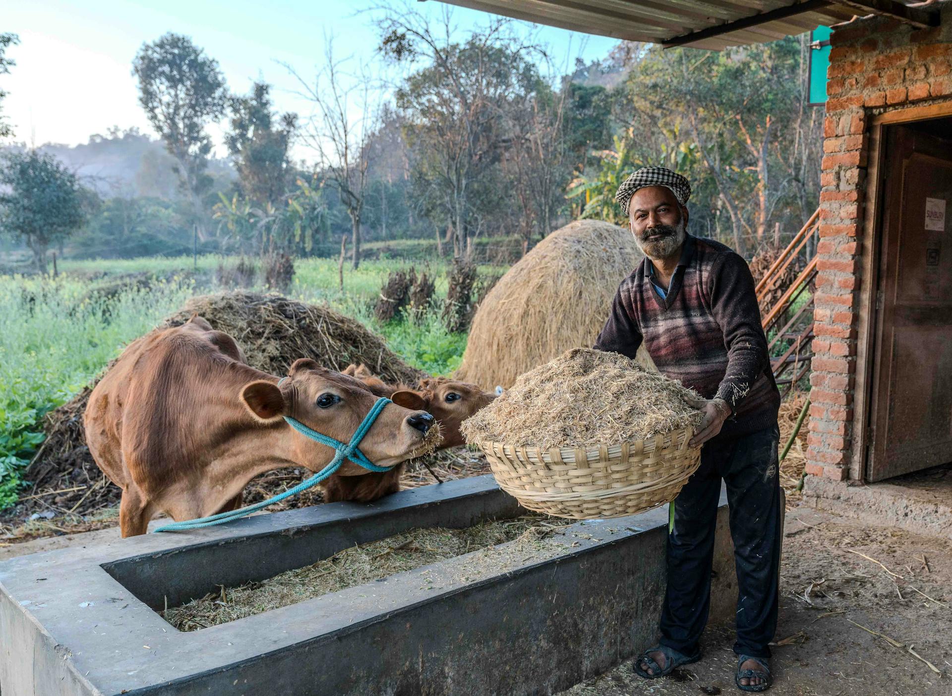 Male farmer feeding cows with hay on a scenic countryside farm during the day.