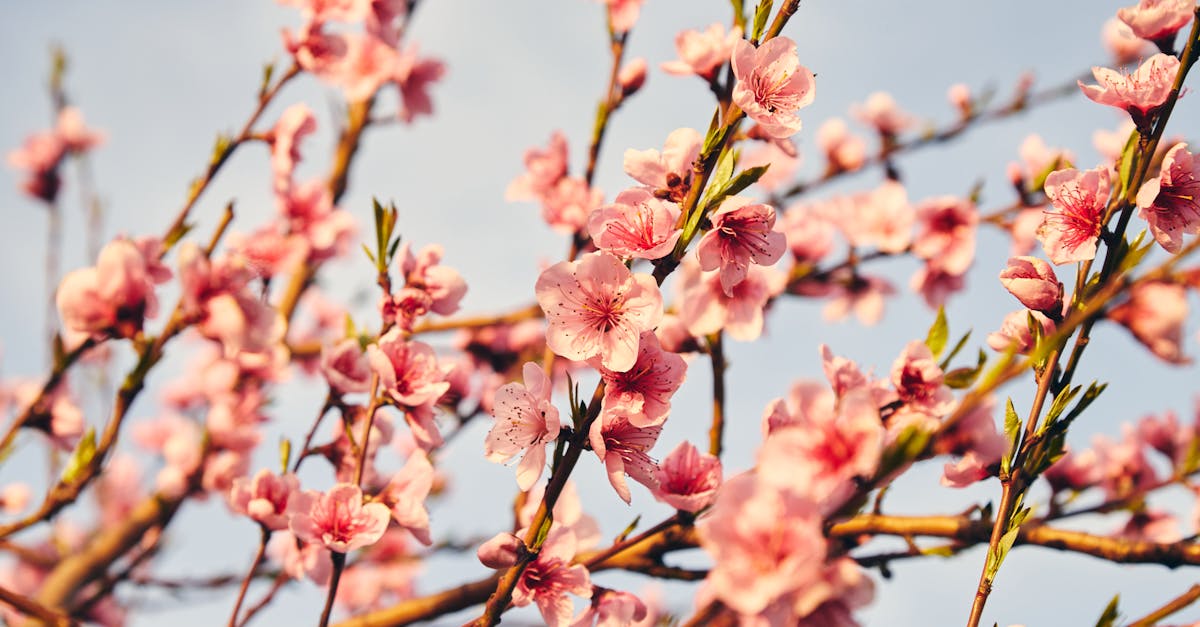 集集半程國際馬拉松開放報名 明年4月花旗木盛大迎接3000跑者