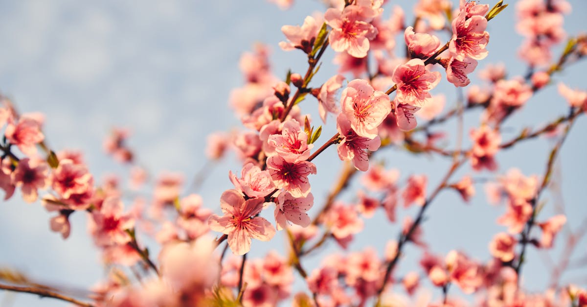 集集半程國際馬拉松開放報名 明年4月花旗木盛大迎接3000跑者