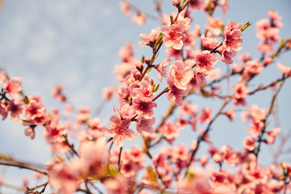 集集半程國際馬拉松開放報名 明年4月花旗木盛大迎接3000跑者