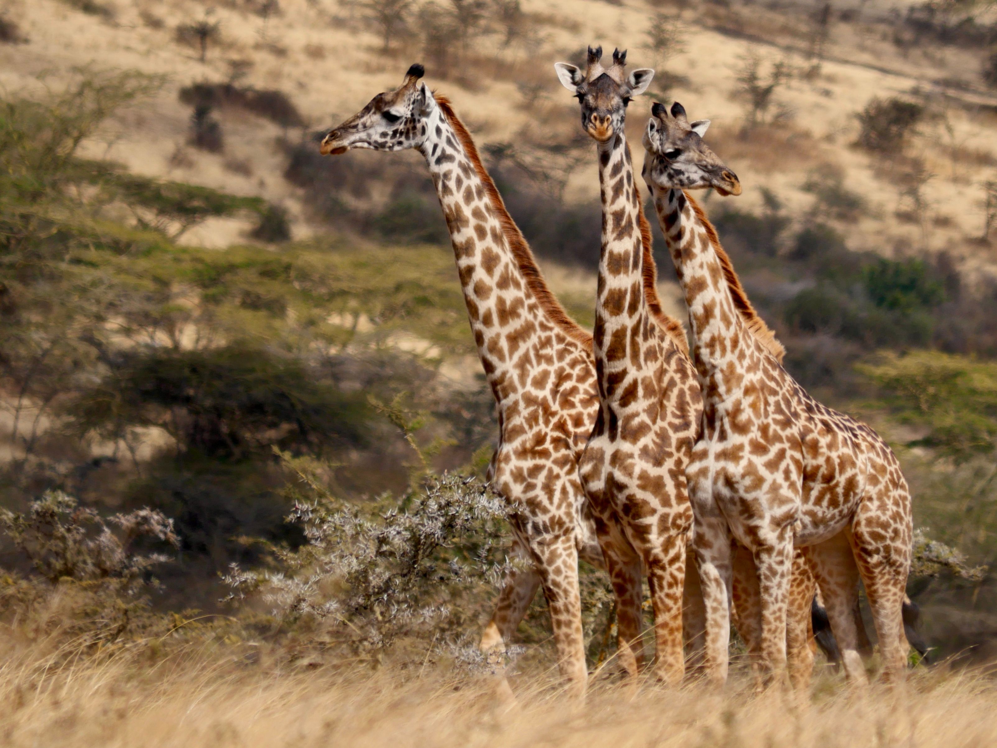 Giraffe Herd in African Savannah Landscape · Free Stock Photo