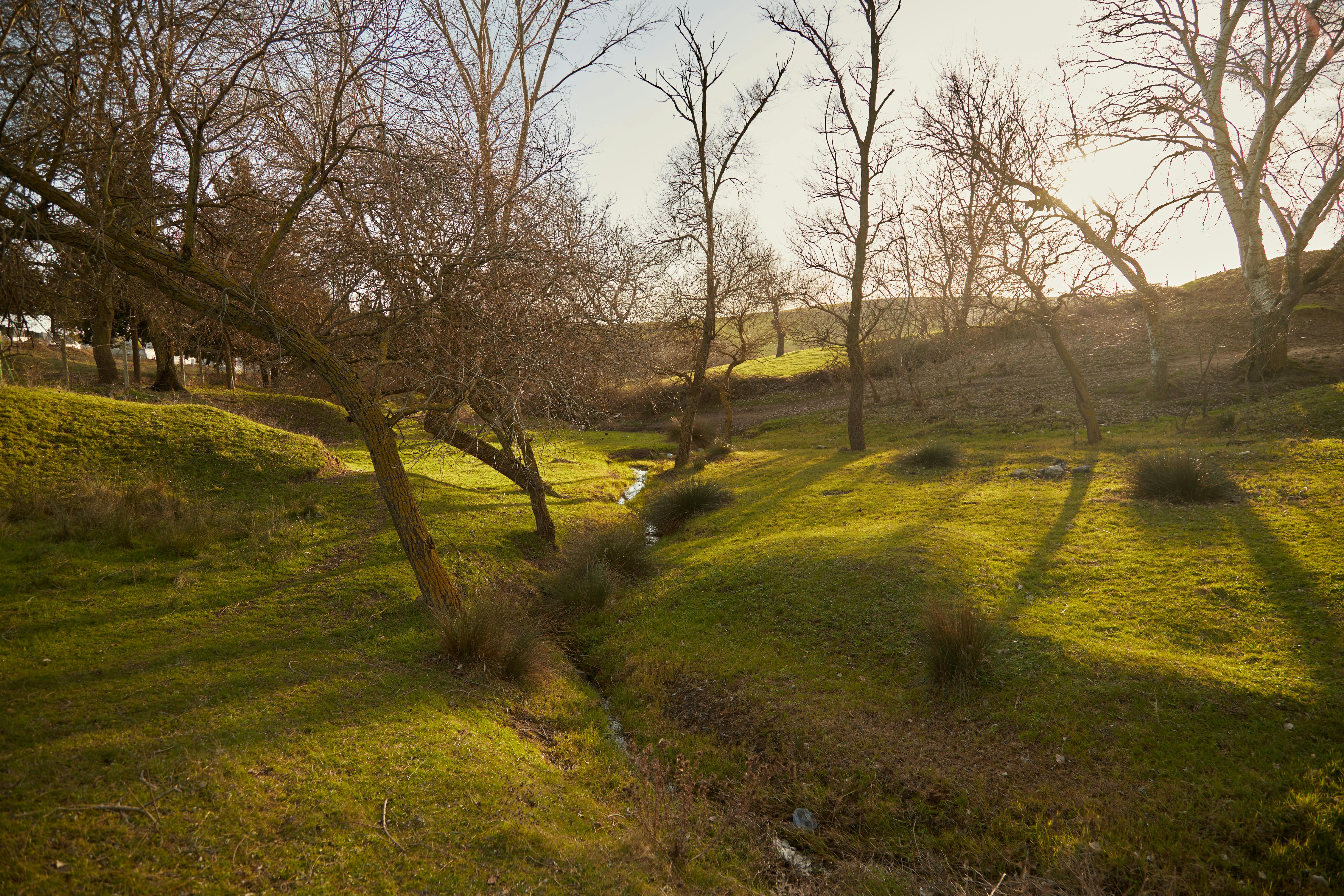 集集半程國際馬拉松開放報名 明年4月花旗木盛大迎接3000跑者
